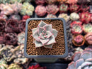 Echeveria 'Rosewing' 1" New Hybrid Small Succulent Plant
