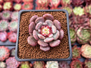 Echeveria 'Juliana Pink' 1"-2" New Hybrid Succulent Plant