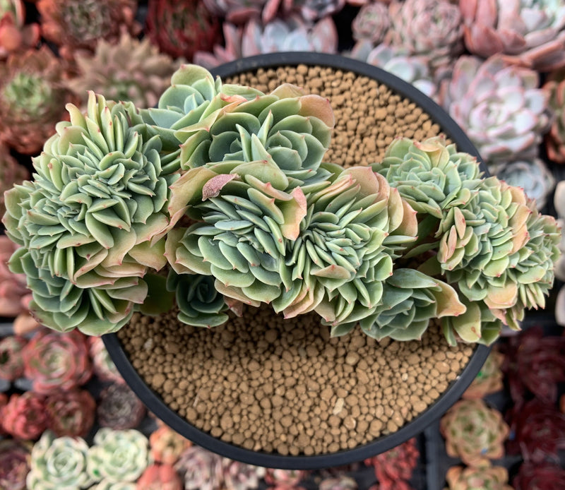 lemon succulent Echeveria 'Lemon Rose' Crested 5"-6" Succulent Plant – True Succulents Plant Co