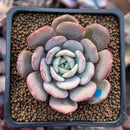 Echeveria 'Soulmint' 2" Succulent Plant