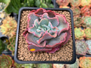Echeveria 'Audrey Fair' 2" Succulent Plant