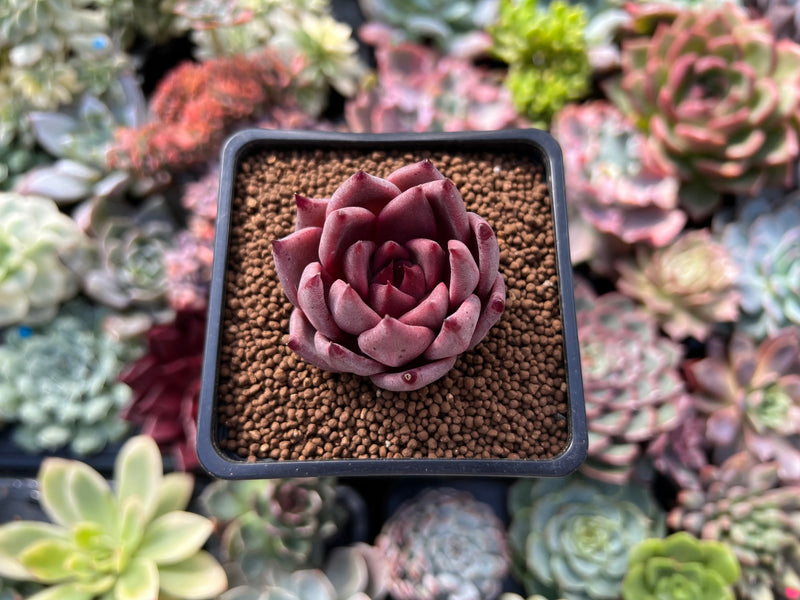 romeo succulent for sale Echeveria Agavoides 'Romeo' 1" Succulent Plant