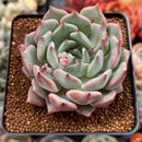 Echeveria sp. 3" Succulent Plant