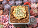 Echeveria sp. 1" Succulent Plant
