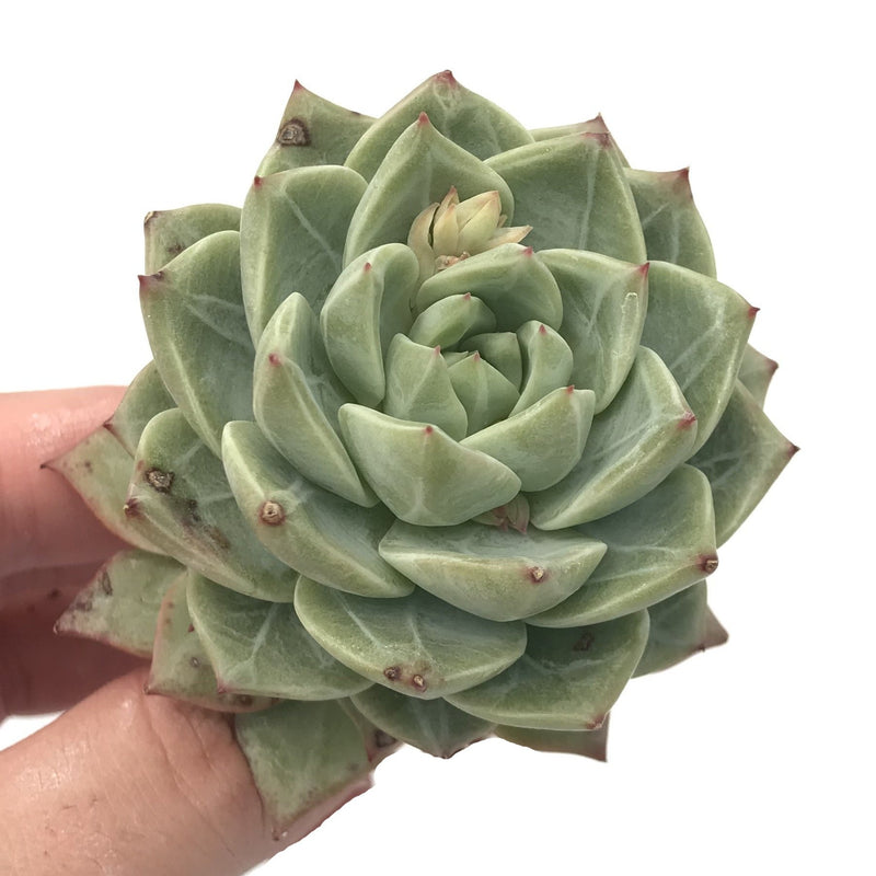 echeveria blue bird succulent Echeveria 'Blue Bird' x 'Champagne' 2"-3" Succulent Plant – True Succulents Plant Co