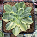 Echeveria 'Bob Jolly' Variegated 3" Succulent Plant