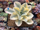 Echeveria 'Japan Moon River' Variegated 3" Cutting Succulent Plant