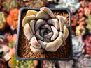 Echeveria 'Jinjuhee' 2" Powdery Succulent Plant