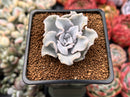 Echeveria 'Crispate Beauty' 1"-2" Powdery Succulent Plant
