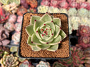 Echeveria Agavoides 'Blue Dragon' 2"-3" Succulent Plant