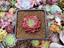 Echeveria Agavoides 'Shani' 1" Succulent Plant