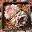 Echeveria 'Red Velvet' 2" Cluster Succulent Plant