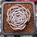 Echeveria 'Rumpil' 1" Small Succulent Plant