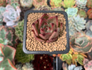 Echeveria Agavoides 'Romeo' 1" Succulent Plant