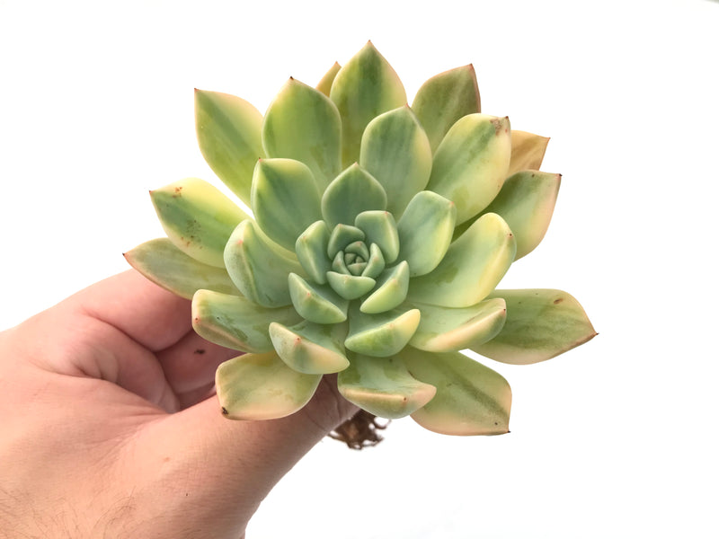 echeveria succulents names Echeveria "Pretty in Pink' Variegated 3"-4" Succulent Plant – True Succulents Plant Co