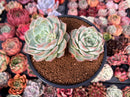 Echeveria 'Helena' Hybrid 4" Succulent Plant