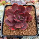 Echeveria 'Hanaikada' Non-Variegated 2"-3" Succulent Plant