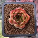 Echeveria Agavoides 'Elizabeth' 1" Succulent Plant