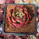 Echeveria Agavoides 'Rejong' 2" Succulent Plant