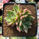 Echeveria 'Sarabony' 2"-3" Cluster Succulent Plant