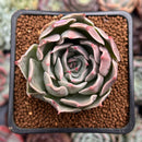 Echeveria 'Shanarae 2" Air Magic Hybrid Succulent Plant