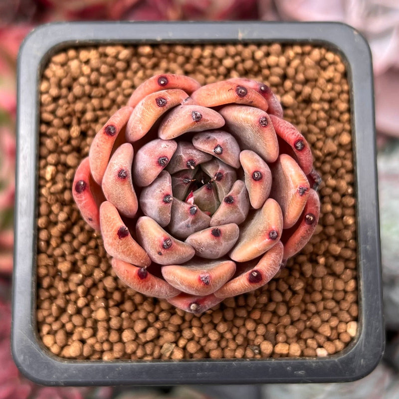 black tipped succulent Echeveria Agavoides 'Black Tip' 1" Succulent Plant