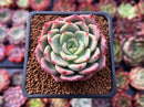 Echeveria 'Belladonna' 2" Succulent Plant