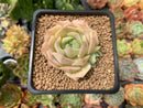 Echeveria 'Fun Queen' 2" Succulent Plant