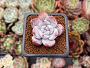 Echeveria 'Ivory' 1" Powdery Succulent Plant