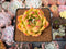 Echeveria Agavoides 'Rose Hill' 2"-3" Succulent Plant