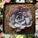 Echeveria 'White Kisses' 2" Succulent Plant