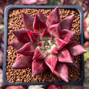 Echeveria Agavoides 'Fire Eagle' 2" New Hybrid Succulent Plant