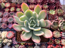 Echeveria 'Luella' Variegated 2" Succulent Plant