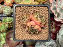 Echeveria Agavoides 'Sarabony' Superclone 1"-2" Succulent Plant