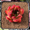 Echeveria Agavoides sp. 2"-3" Succulent Plant