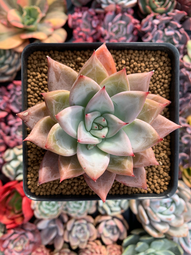 large purple succulent Echeveria 'Giant Purple' 4" Powdery Succulent Plant – True Succulents Plant Co