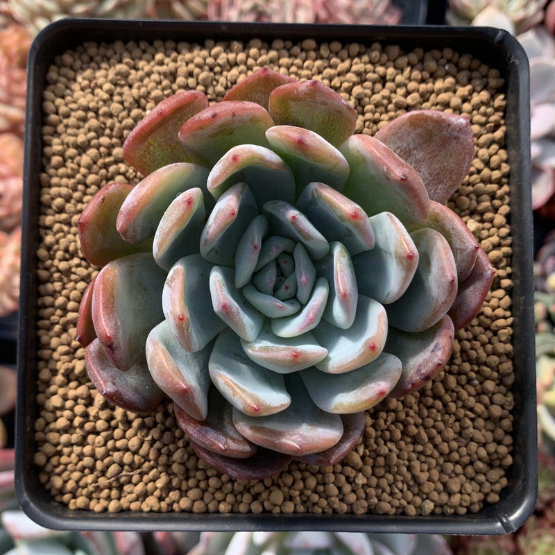 mark succulent Echeveria 'Star Mark' 3" Succulent Plant – True Succulents Plant Co