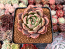 Echeveria 'Sharman' 3" Succulent Plant