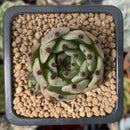 Echeveria Agavoides 'Sarabony' 1" Succulent Plant