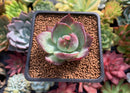 Echeveria 'Casio' 1"-2" Succulent Plant