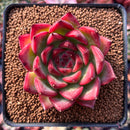 Echeveria Agavoides 'Fire Pillar' 2" Succulent Plant