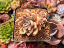 Echeveria 'Black Petra' Cluster 2" Succulent Plant