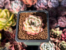 Echeveria 'Mohitta' 1" New Hybrid Succulent Plant