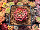 Echeveria Agavoides 'Star Boss' Lightly Variegated Form 1" Succulent Plant