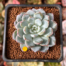 Echeveria 'Werther' 2" Powdery Succulent Plant