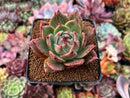 Echeveria Agavoides 'Mobius' Variegated 3" Succulent Plant