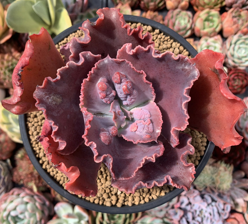 etna succulent Echeveria 'Etna' Hybrid 4