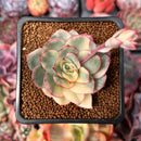Echeveria 'Esther' Variegated 2" Succulent Plant