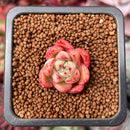 Echeveria 'Ice Bar' 1/2" Small Seedling Succulent Plant