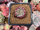 Echeveria 'Sarahime' 1/2" Small Seedling Succulent Plant